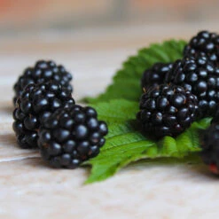 Black Satin Thornless Blackberry -Brighterblooms Shop Black Satin Blackbery 5