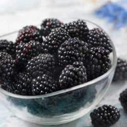 Black Satin Thornless Blackberry -Brighterblooms Shop Black Satin Blackbery 6 BB