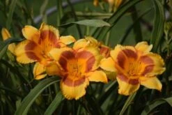 Blackeyed Stella Daylily -Brighterblooms Shop Blackeyed Stella Daylily 400 2