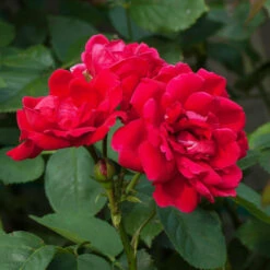 Blaze Improved Climbing Rose -Brighterblooms Shop Blaze Improved Rose 1 BB