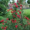 Blaze Improved Climbing Rose -Brighterblooms Shop Blaze Improved Rose BB 600x600 7b2c3f77 53e0 4fbd a8ca 348975bfdde3
