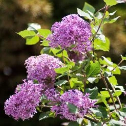 Bloomerang® Purple Reblooming Lilac Shrub -Brighterblooms Shop Bloomerang Lilac Shrub 2