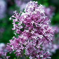 Bloomerang® Purple Reblooming Lilac Shrub -Brighterblooms Shop Bloomerang Lilac Shrub 4 BB