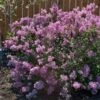 Bloomerang® Purple Reblooming Lilac Shrub -Brighterblooms Shop Bloomerang Lilac Shrub BB 600x600 1c99c1a7 44b0 4e9c 8820 7417ab6414a0