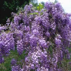 Blue Moon Wisteria Vine -Brighterblooms Shop Blue Moon Wisteris 1