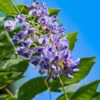 Blue Moon Wisteria Vine -Brighterblooms Shop Blue Moon Wisteris BB 600x600 3c2e6f1d c534 4a18 aa76 8757bb4b0642