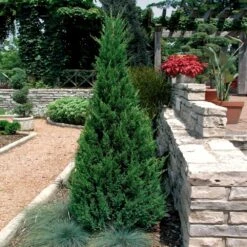 Blue Point Juniper Tree -Brighterblooms Shop Blue Point Juniper 2