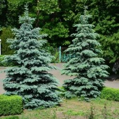 Blue Wonder Spruce Tree -Brighterblooms Shop Blue Wonder Spruce 2
