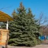 Blue Wonder Spruce Tree -Brighterblooms Shop Blue Wonder Spruce BB 600x600 a7a22844 7d0c 413a bc54 98037f32e871