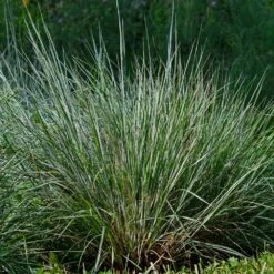 Blues Little Bluestem Grass -Brighterblooms Shop Bluestem Grass The Blues 4
