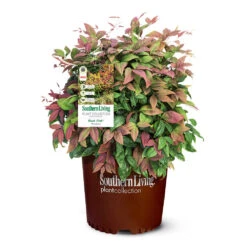 Blush Pink™ Nandina Shrub -Brighterblooms Shop Blush Pink Nandina 6