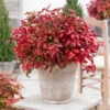 Blush Pink™ Nandina Shrub -Brighterblooms Shop Blush Pink Nandina 600x600 cb84855b 9870 4eab 841c 84ea09275d8d