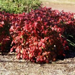 Blush Pink™ Nandina Shrub -Brighterblooms Shop Blush Pink Nandina BB 1
