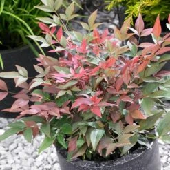 Blush Pink™ Nandina Shrub -Brighterblooms Shop Blush Pink Nandina BB 4