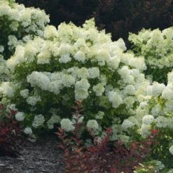 Bobo® Hydrangea Shrub -Brighterblooms Shop Bobo Hyrangea 3 BB
