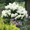 Bobo® Hydrangea Shrub -Brighterblooms Shop Bobo Hyrangea BB 600x600 636218c8 5c4e 46db a0a7 977f900c3514