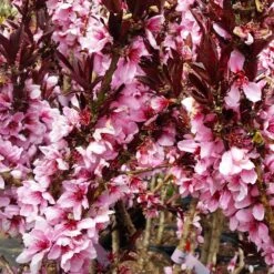 Bonfire Patio Peach Tree 17 Bonfire Patio Peach Tree -Brighterblooms Shop Bonfire Peach 2 BB