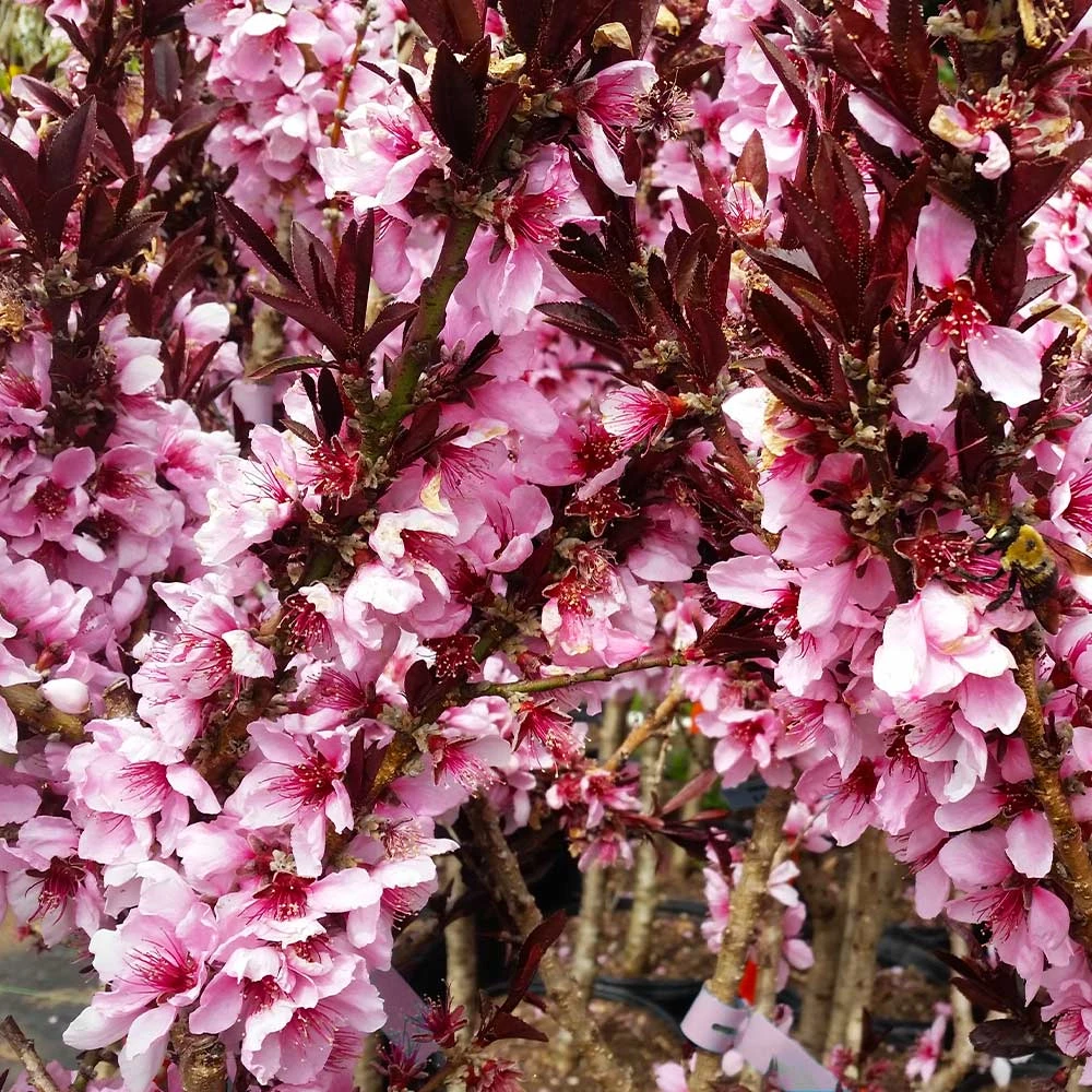 Bonfire Patio Peach Tree 10 Bonfire Patio Peach Tree - Image 8