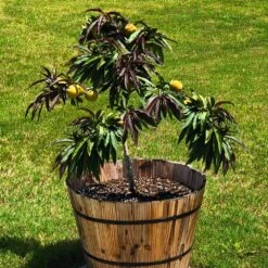 Bonfire Patio Peach Tree 13 Bonfire Patio Peach Tree -Brighterblooms Shop Bonfire Peach 5