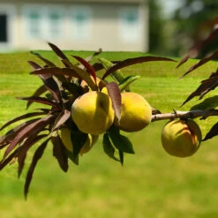 Bonfire Patio Peach Tree 12 Bonfire Patio Peach Tree -Brighterblooms Shop Bonfire Peach 8 BB