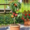 Bonanza Peach Tree -Brighterblooms Shop Bonfire Peach tree BB 600x600 8e0e5e7f 6998 498f 82c0 34343fa83488