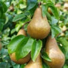 Bosc Pear Tree -Brighterblooms Shop Bosc pears 600x600 BB