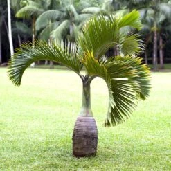 Bottle Palm Tree -Brighterblooms Shop Bottle Palm 1