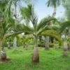 Bottle Palm Tree 2 Bottle Palm Tree -Brighterblooms Shop Bottle Palm BB 600x600 3043ca22 8882 4b06 b9b0 b336fe51924f