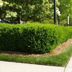 Titan Boxwood Shrub 10 Titan Boxwood Shrub -Brighterblooms Shop Boxwood Titan 5 BB
