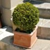 Titan Boxwood Shrub 1 Titan Boxwood Shrub -Brighterblooms Shop Boxwood Titan BB 600x600 a92b6506 0ac5 4289 beb6 f843d5a4dcc4