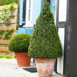 Wintergreen Boxwood Shrub -Brighterblooms Shop Boxwood Wintergreen 4