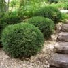 Wintergreen Boxwood Shrub -Brighterblooms Shop Boxwood Wintergreen BB 600x600 46275eb3 cf5a 44de 996a 7d90e9e924f4