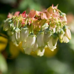 Brightwell Blueberry Bush -Brighterblooms Shop Brightwell Blueberry 3