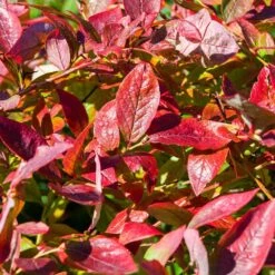 Brightwell Blueberry Bush -Brighterblooms Shop Brightwell Blueberry 6