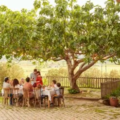 Brown Turkey Fig -Brighterblooms Shop Brown Turkey Fig 1