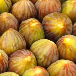Brown Turkey Fig -Brighterblooms Shop Brown Turkey Fig 3 BB
