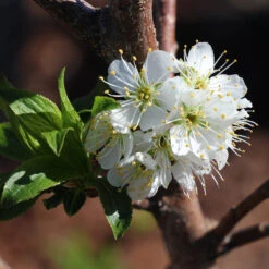 Bubblegum 'Toka' Plum Tree -Brighterblooms Shop Bubblegum Toka Plum 4