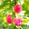 Bubblegum 'Toka' Plum Tree 2 Bubblegum 'Toka' Plum Tree -Brighterblooms Shop Bubblegum Toka Plum BB 600x600 44e40161 b14c 4901 89f5 dd94f4523200