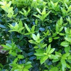 Dwarf Burford Holly Shrub -Brighterblooms Shop Burford holly 4 BB