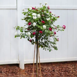 Burgundy Iceberg And Iceberg Two-fer® Rose Tree 8 Burgundy Iceberg And Iceberg Two-fer® Rose Tree -Brighterblooms Shop Burgandy Iceburg ROse Tree 4