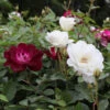 Burgundy Iceberg And Iceberg Two-fer® Rose Tree -Brighterblooms Shop Burgandy Iceburg ROse Tree BB 600x600 7fbf78b6 1c8a 4df9 b52e 0264dbb85dd3