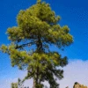 Canary Island Pine Tree -Brighterblooms Shop CANARY ISLAND PIN 350 THUMBNAIL BB
