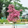 Cherokee Crape Myrtle Tree -Brighterblooms Shop CHEROKEE CRAPE MYRTLE 350 THUMBNAIL