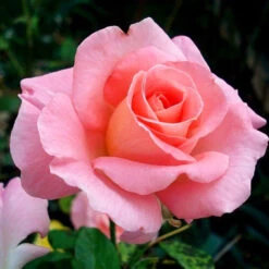 Cherish Rose Tree -Brighterblooms Shop CHerish Rose Tree 3BB