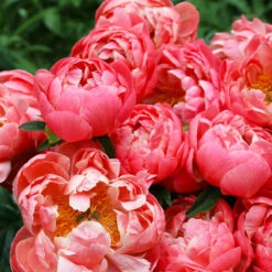 Coral Charm Peony -Brighterblooms Shop COral Charm Peony 4