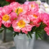 Coral Charm Peony 1 Coral Charm Peony -Brighterblooms Shop COral Charm Peony BB 600x600 cc610448 a383 4db3 b325 8dd114fdb506