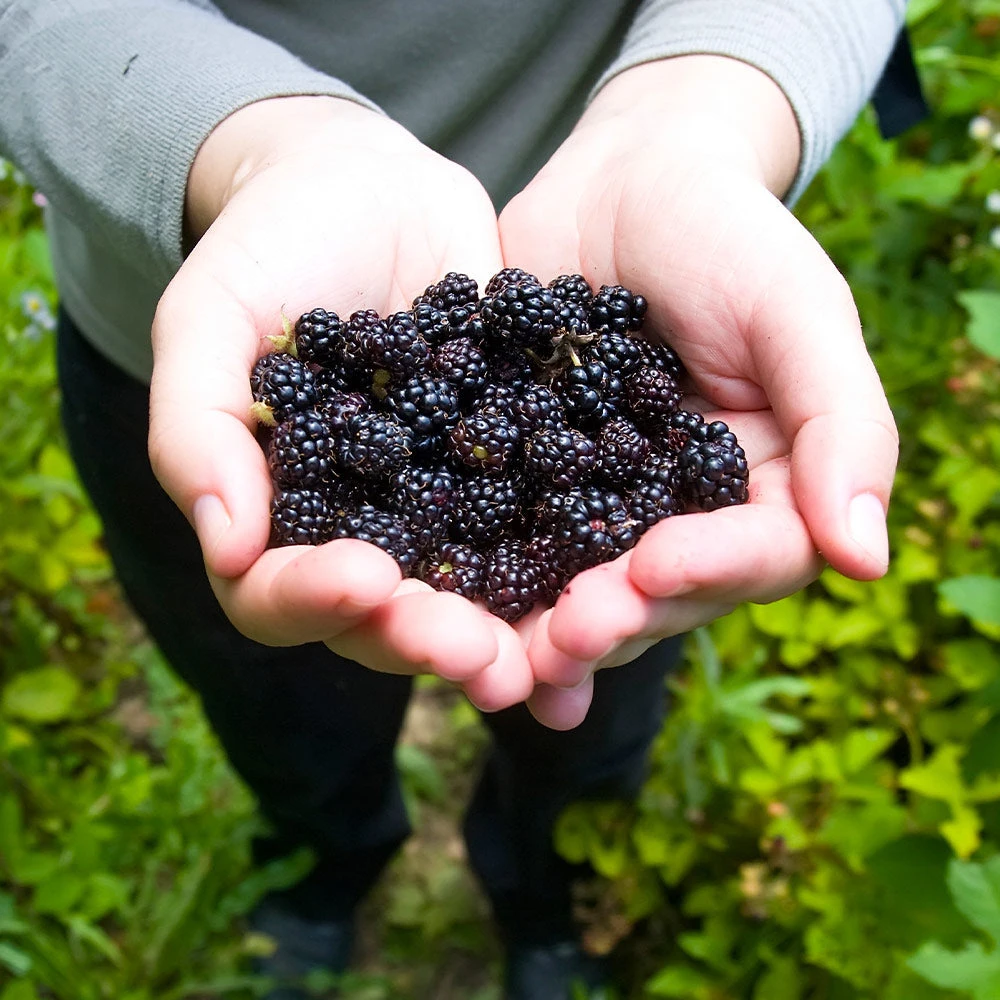 Black Raspberry Bush 5 Black Raspberry Bush - Image 3