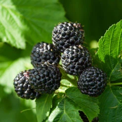 Black Raspberry Bush 9 Black Raspberry Bush -Brighterblooms Shop CUmberland Black RAspberry 6 BB
