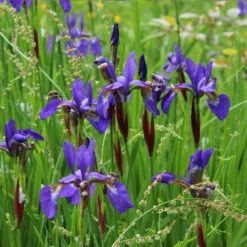 Caesar's Brother Siberian Iris 8 Caesar's Brother Siberian Iris -Brighterblooms Shop Caesars Brother Iris 1 BB