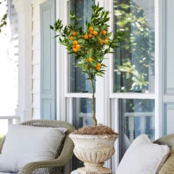 California Honey Mandarin Tree -Brighterblooms Shop California Mandarin 2 BB